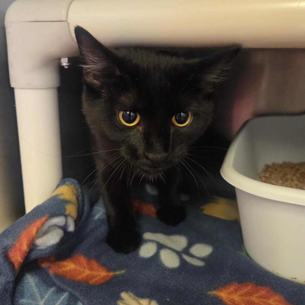 Enlarge Alister, a Adoptable Domestic Short Hair in Spokane, WA image 1/2