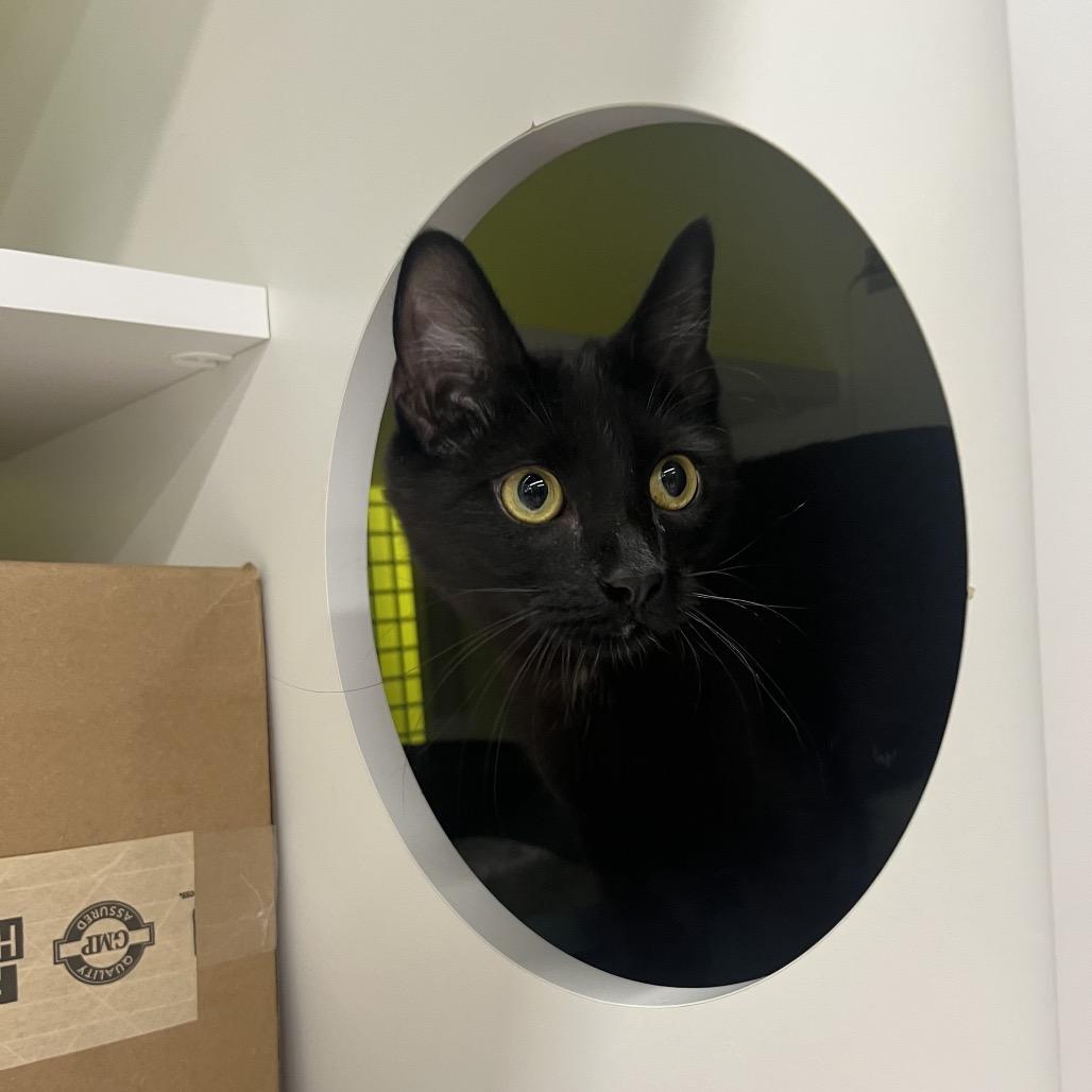 Enlarge Alister, a Adoptable Domestic Short Hair in Spokane, WA image 2/2