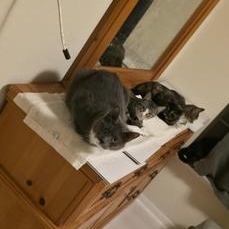 Ollie — thumbnail 3