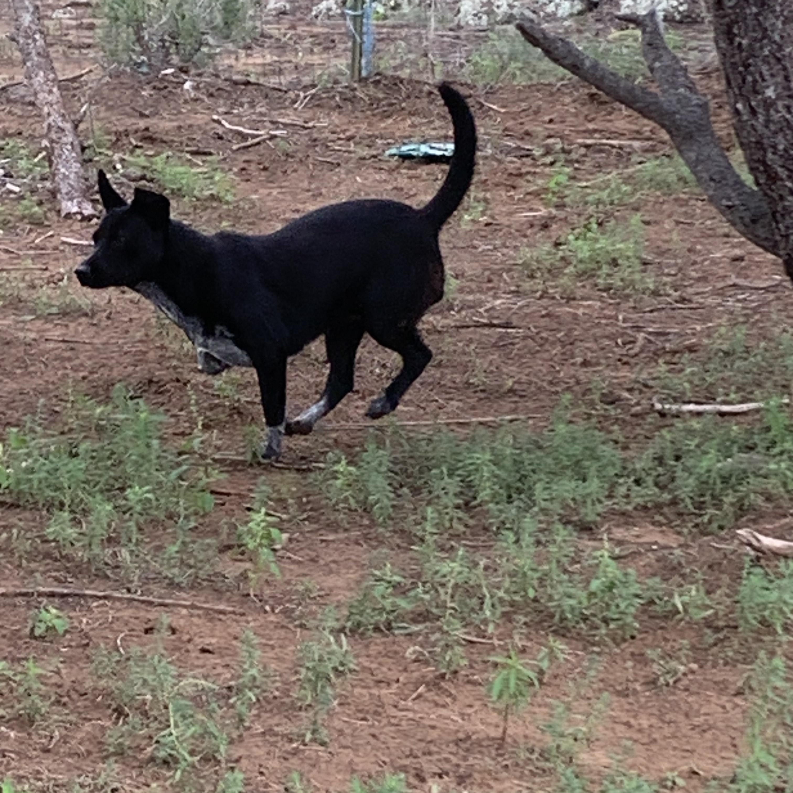 Enlarge Zelda, a Adoptable mixed breed in Navajo, NM image 2/5