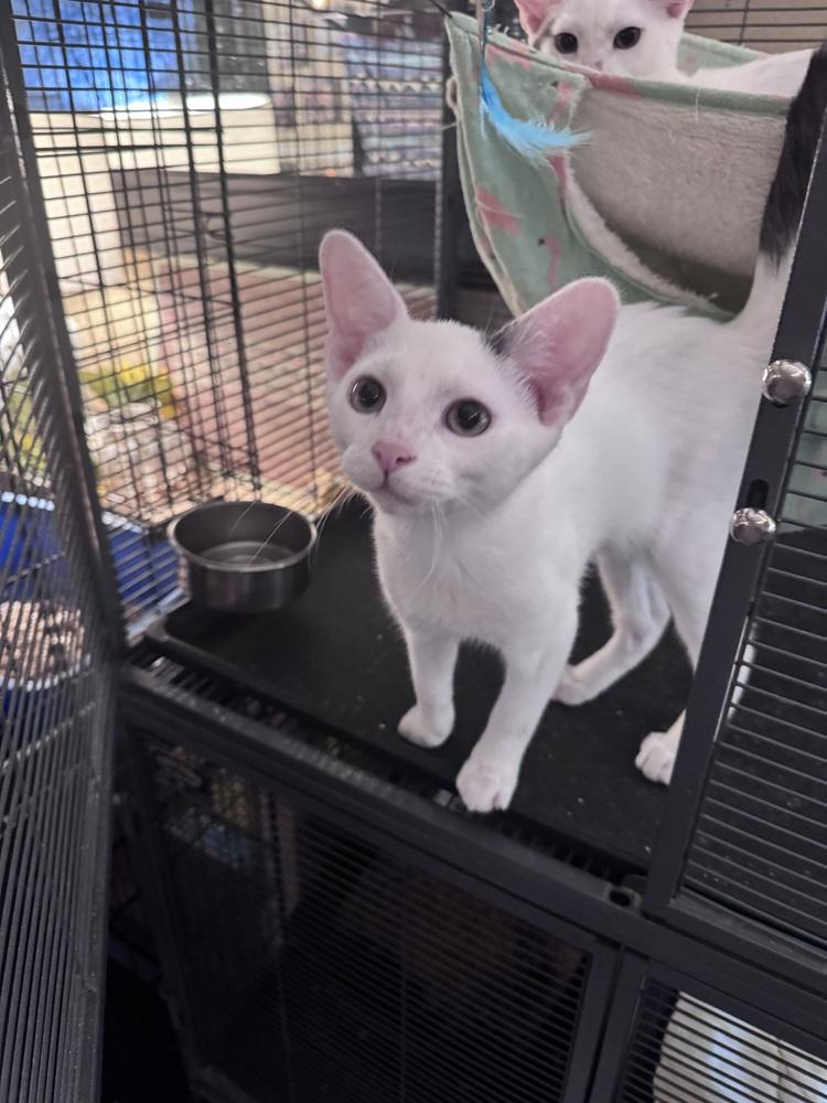 Bryce, Adoptable, Kitten Male Turkish Angora & Domestic Short Hair.