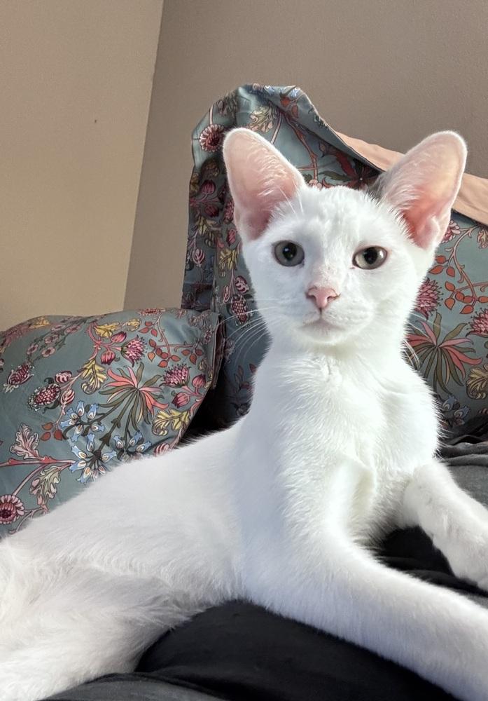 Enlarge Bryce, a Adoptable mixed breed in Plumerville, AR image 2/2