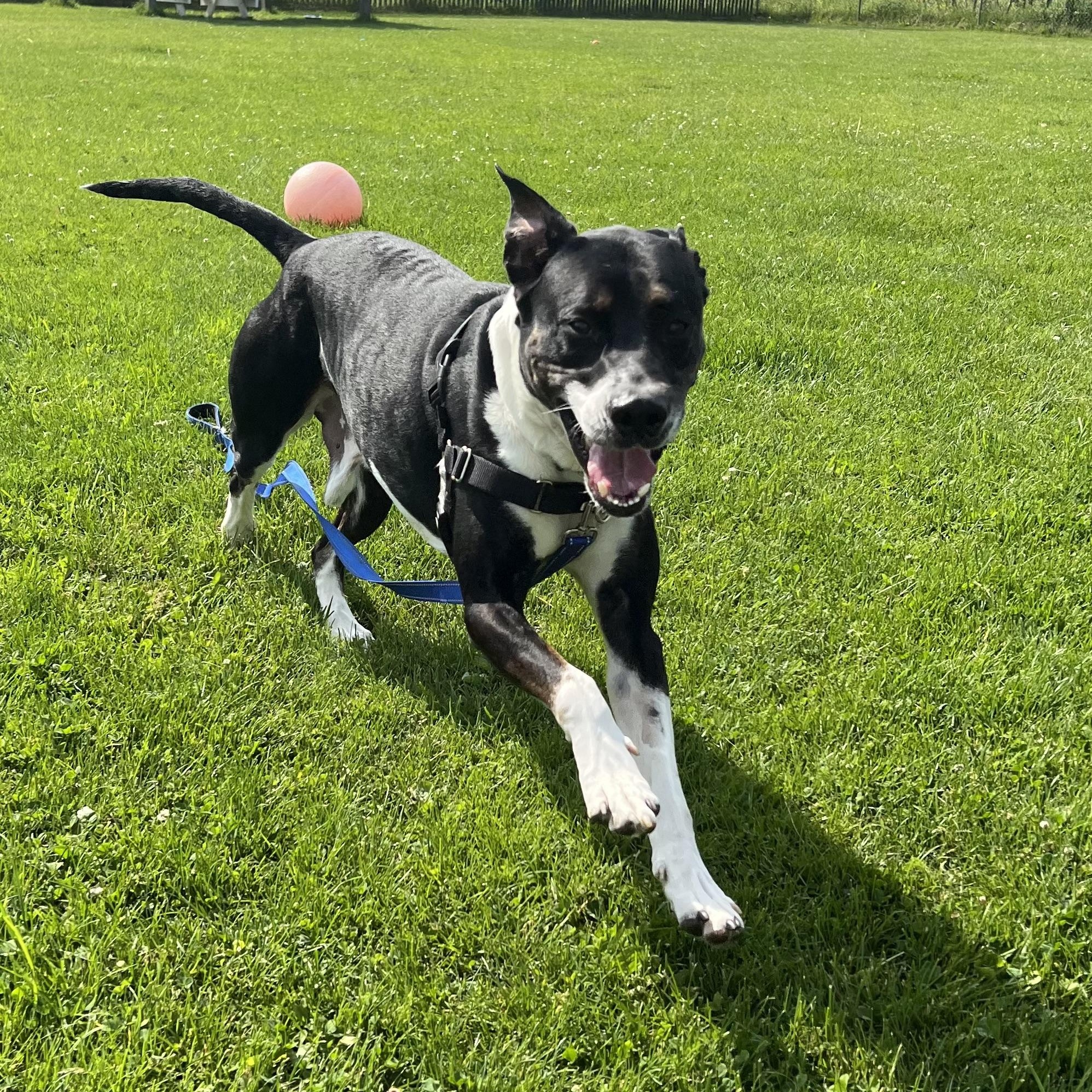 Shakan, a ADOPTABLE mixed breed in Ithaca, NY image 2/3