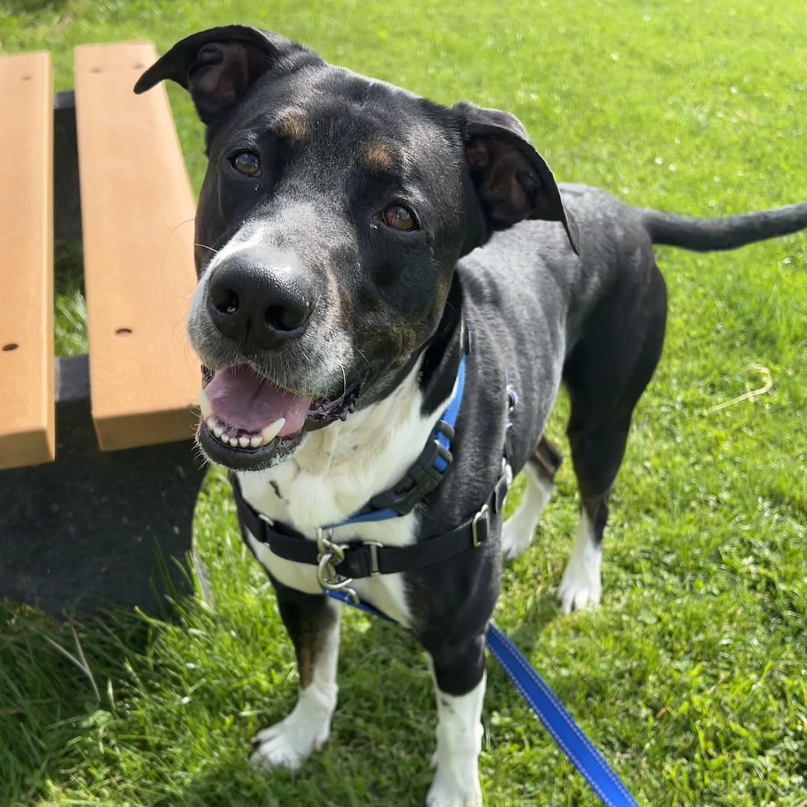 Shakan, ADOPTABLE, Adult Male Mixed Breed.