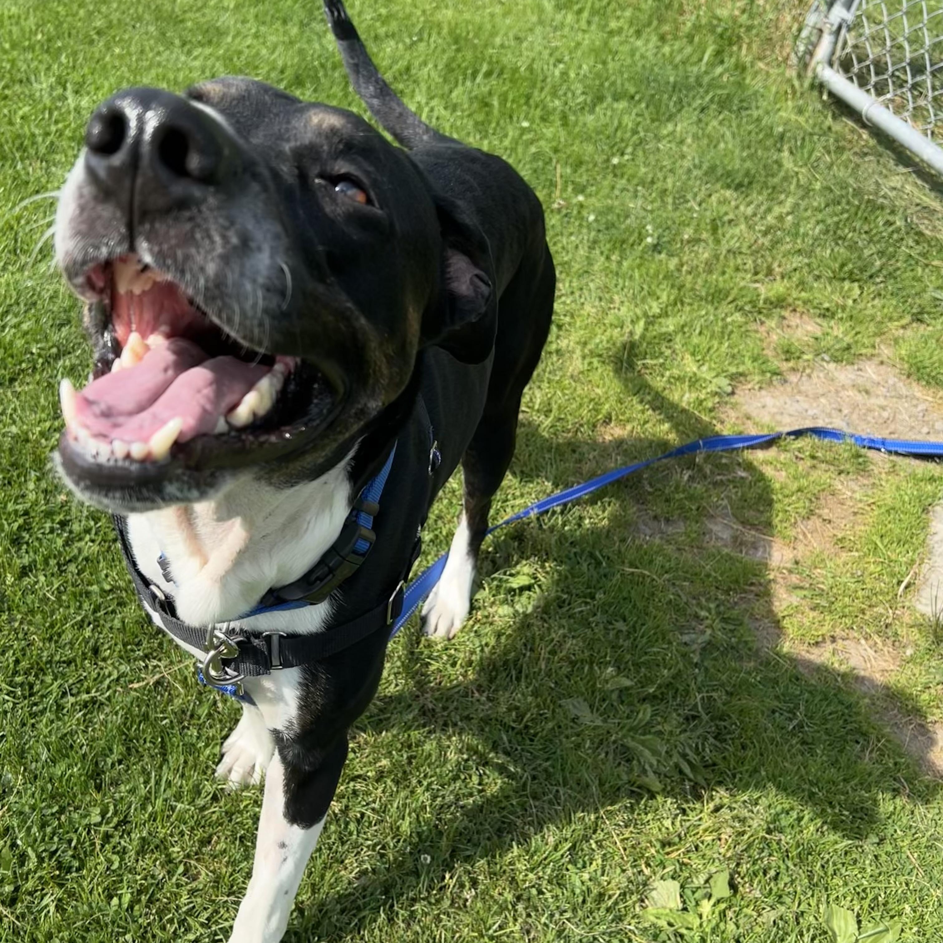 Shakan, a ADOPTABLE mixed breed in Ithaca, NY image 3/3