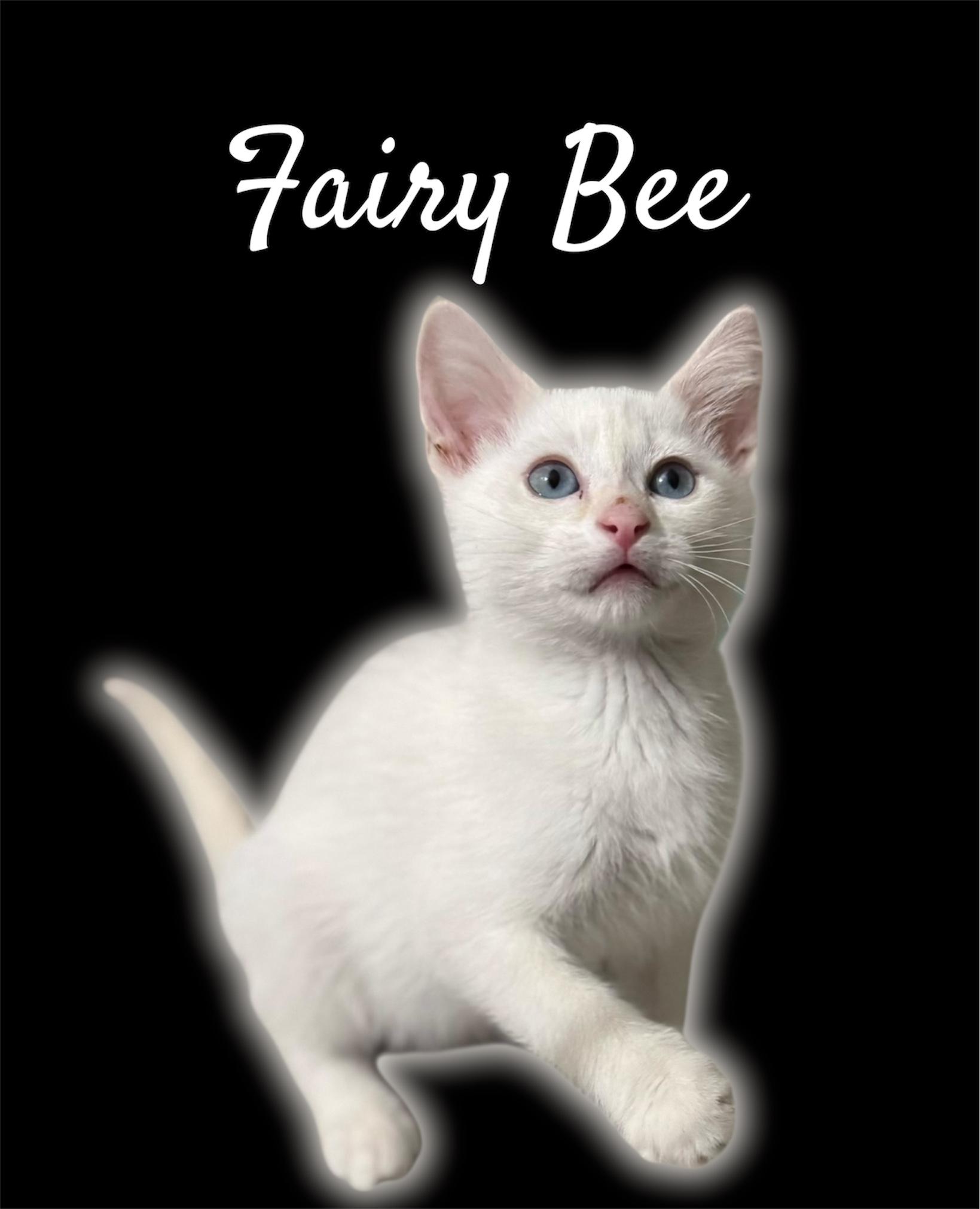 Fairy Bee, adoptable, Kitten Male Domestic Short Hair.