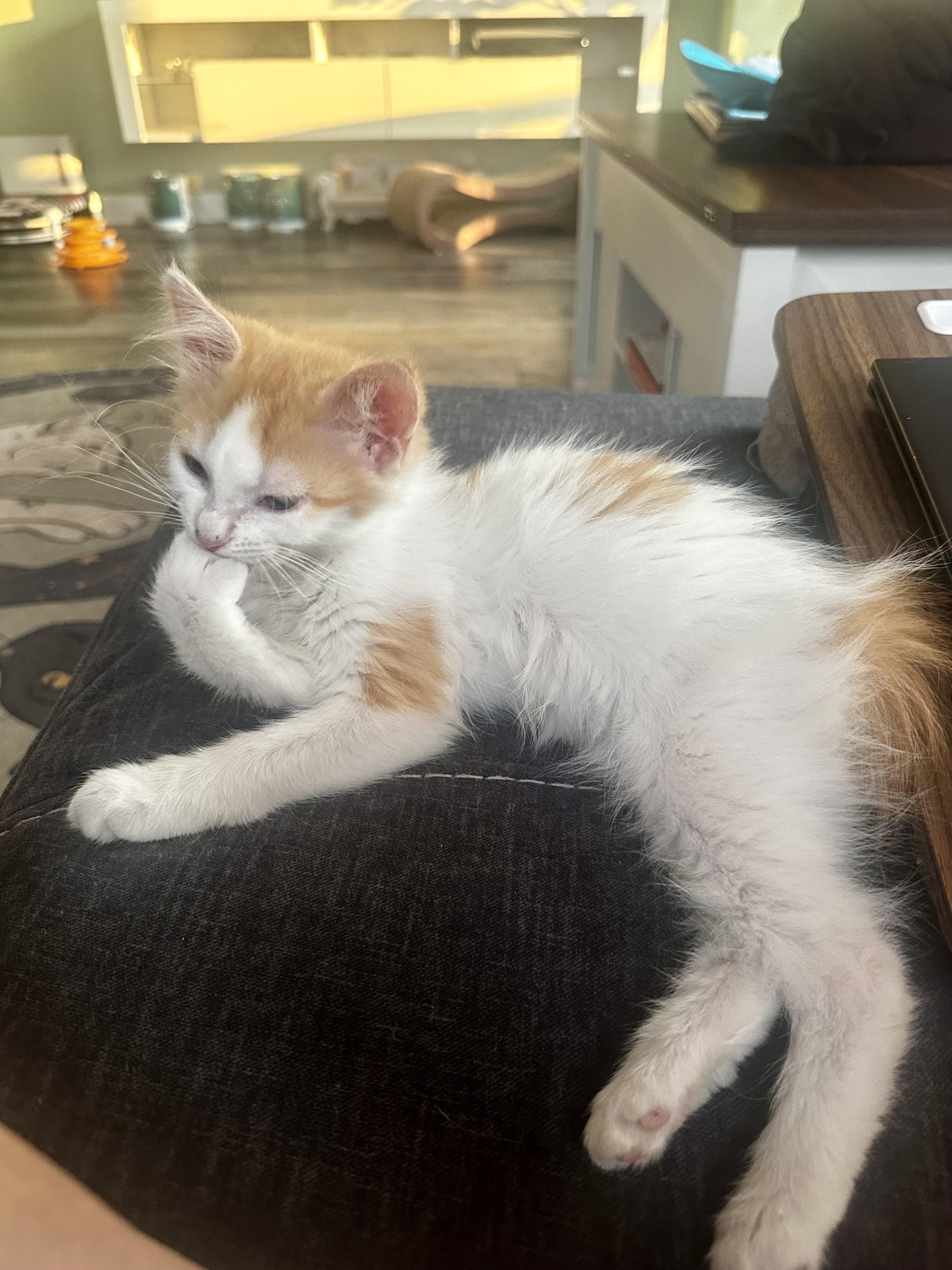 Raquel, an adopted Domestic Long Hair in Richmond, VA image 2/2