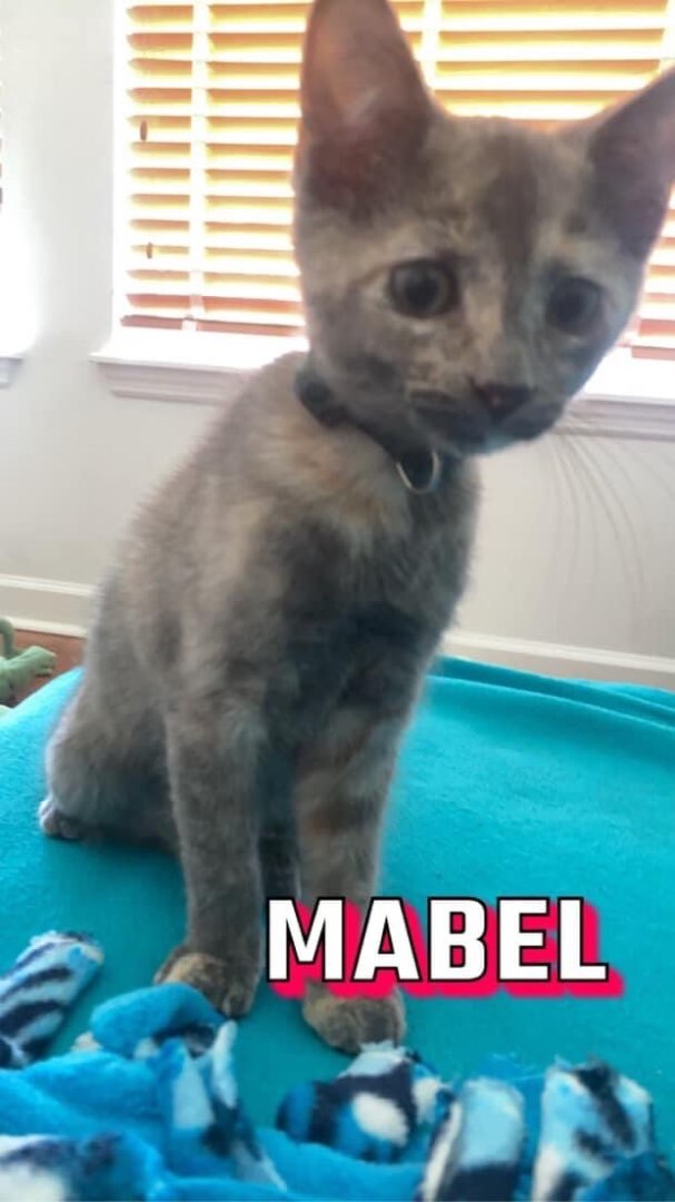 Mabel, Adopted, Kitten Female Dilute Tortoiseshell & Domestic Short Hair.