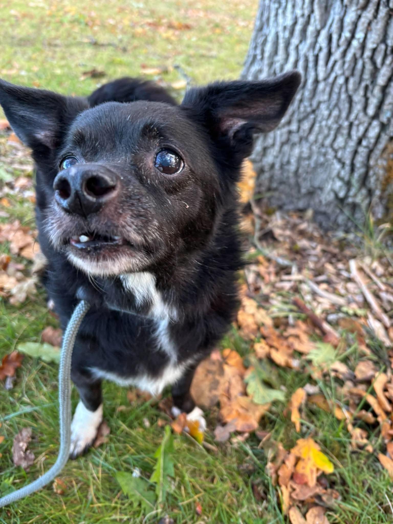 Blitz, Adoptable, Senior Male Mixed Breed.