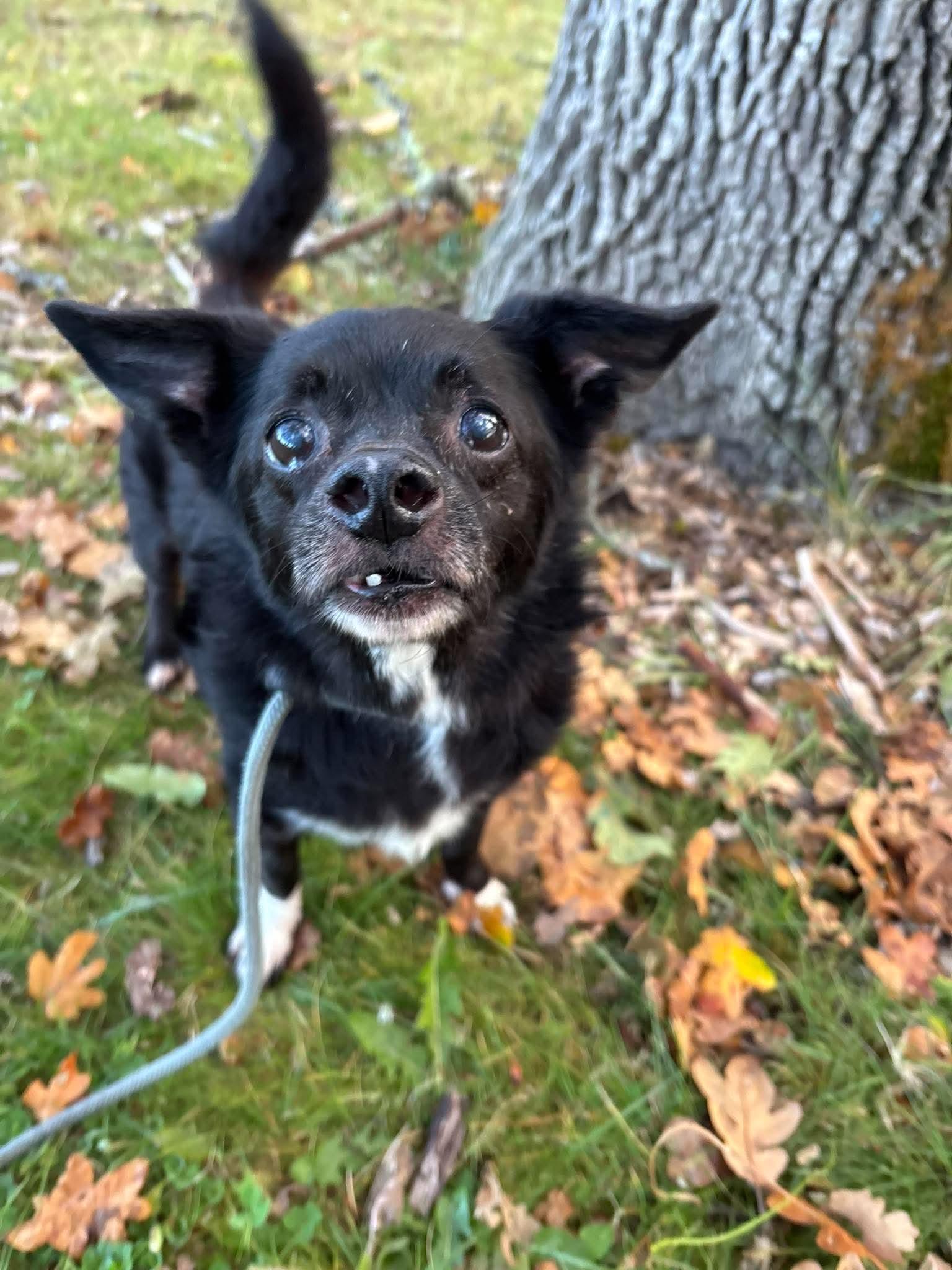 Enlarge Blitz, a Adoptable mixed breed in Tacoma, WA image 2/4