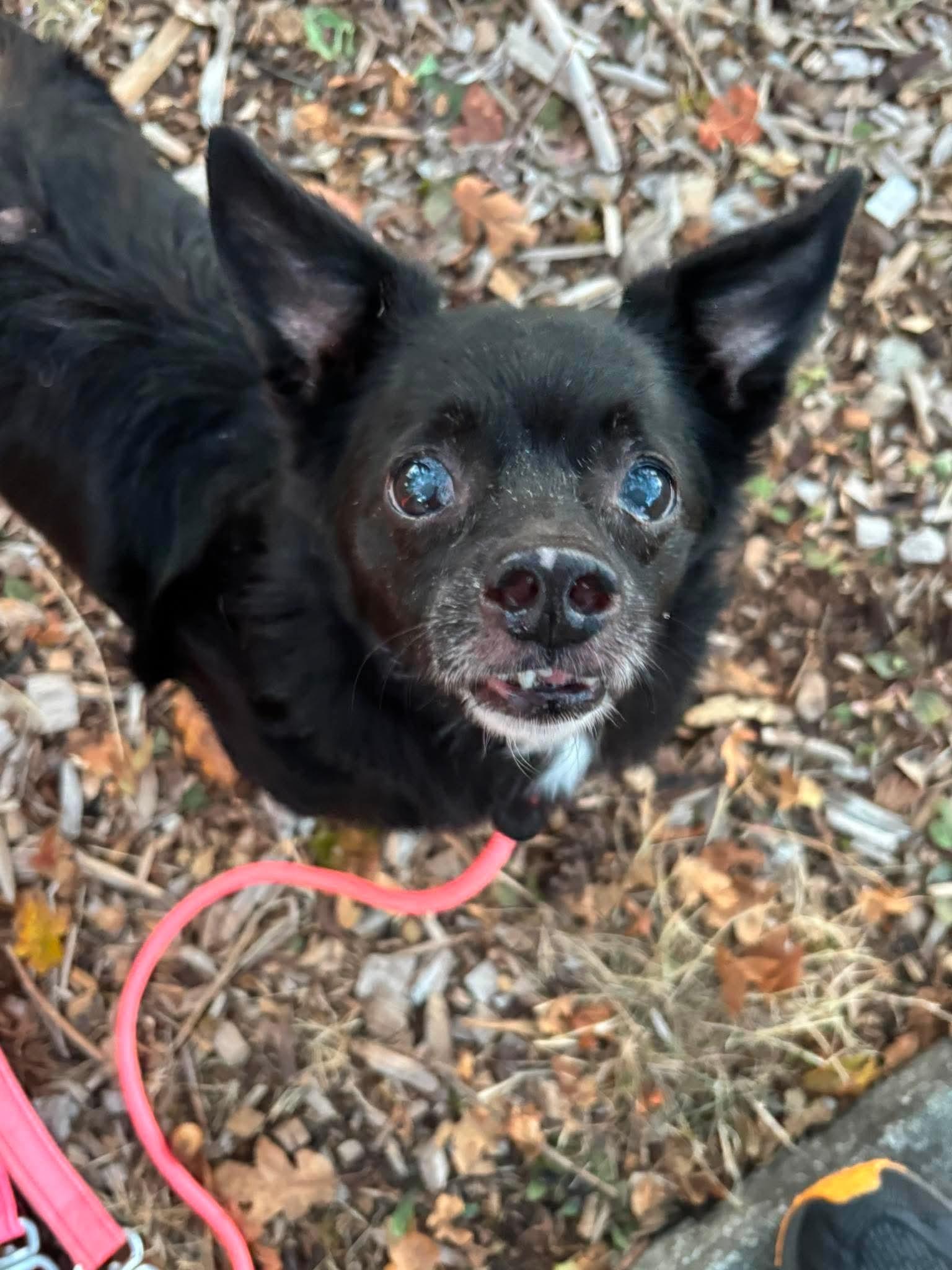 Enlarge Blitz, a Adoptable mixed breed in Tacoma, WA image 3/4