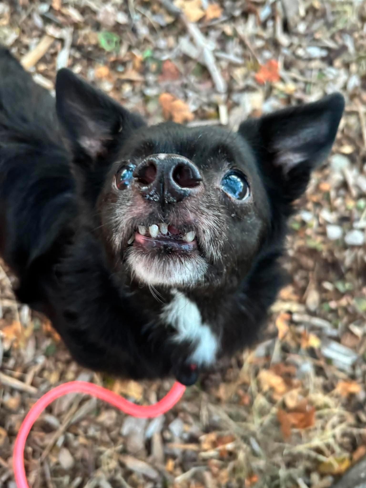 Enlarge Blitz, a Adoptable mixed breed in Tacoma, WA image 4/4