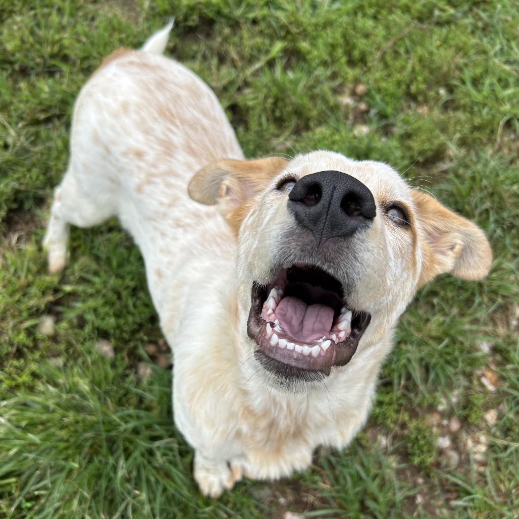 Enlarge Dale, a Adoptable Cattle Dog in Harrisville, WV image 1/4
