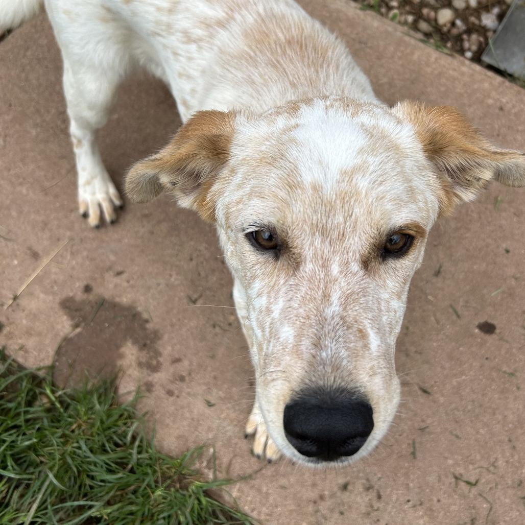 Enlarge Dale, a Adoptable Cattle Dog in Harrisville, WV image 2/4
