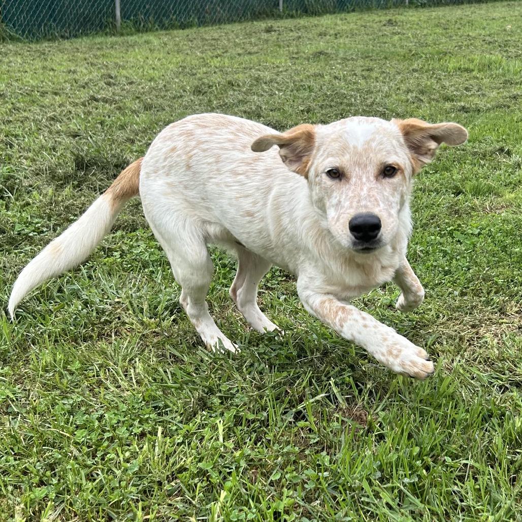 Enlarge Dale, a Adoptable Cattle Dog in Harrisville, WV image 3/4