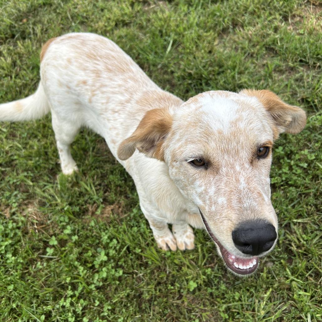 Enlarge Dale, a Adoptable Cattle Dog in Harrisville, WV image 4/4