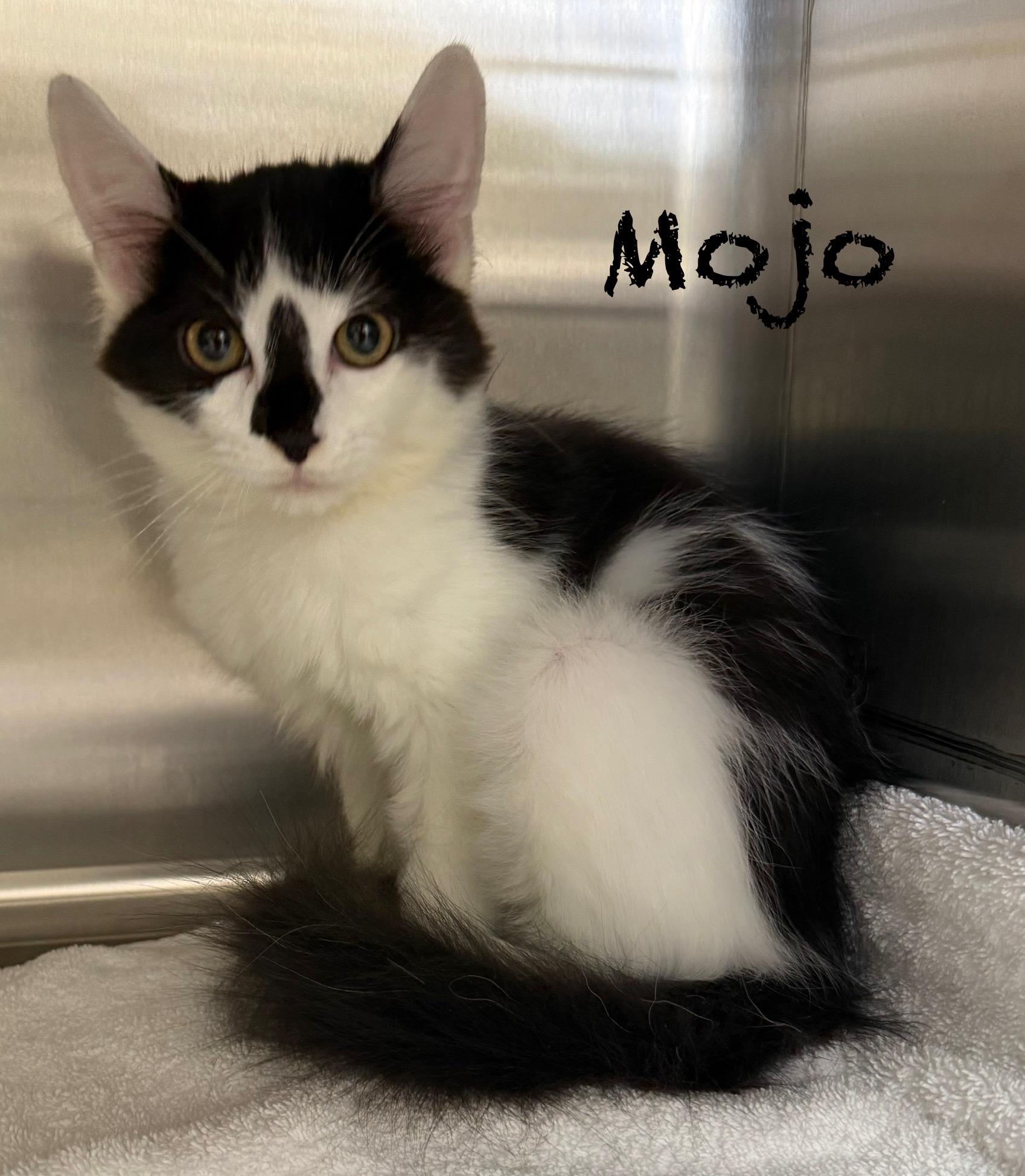 Enlarge Mojo, a Adoptable Domestic Medium Hair in Pawleys Island, SC image 1/1