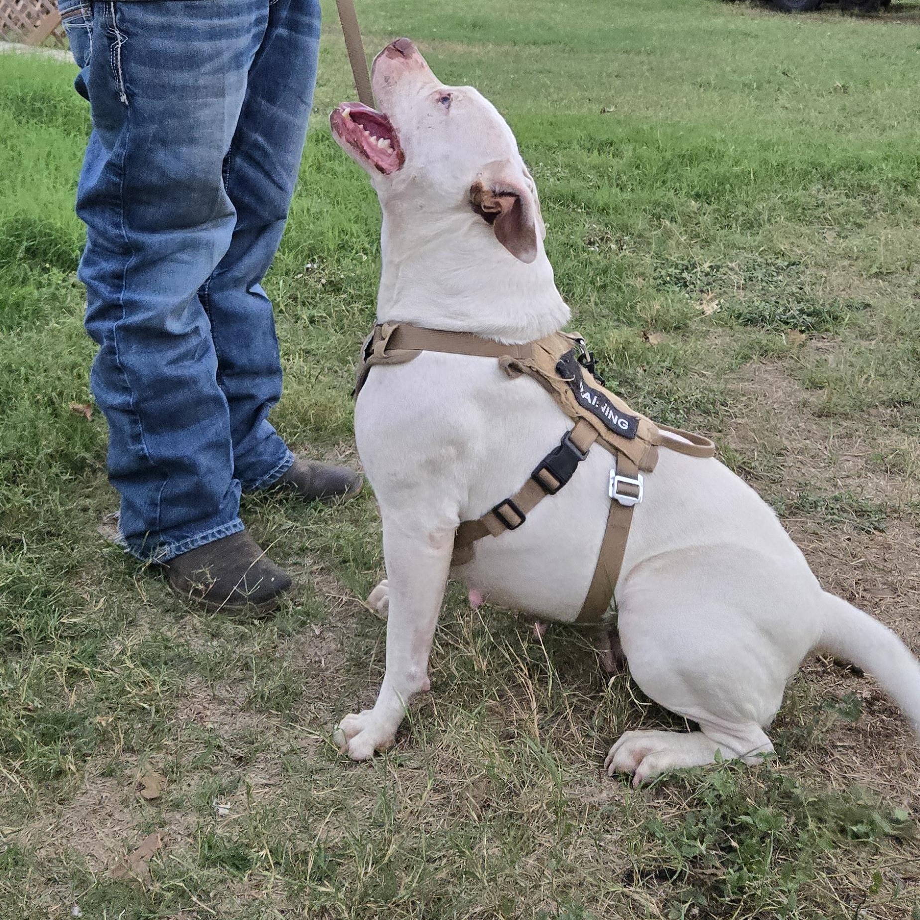 Enlarge Doris Doohickey , a Adoptable mixed breed in Austin, TX image 1/4