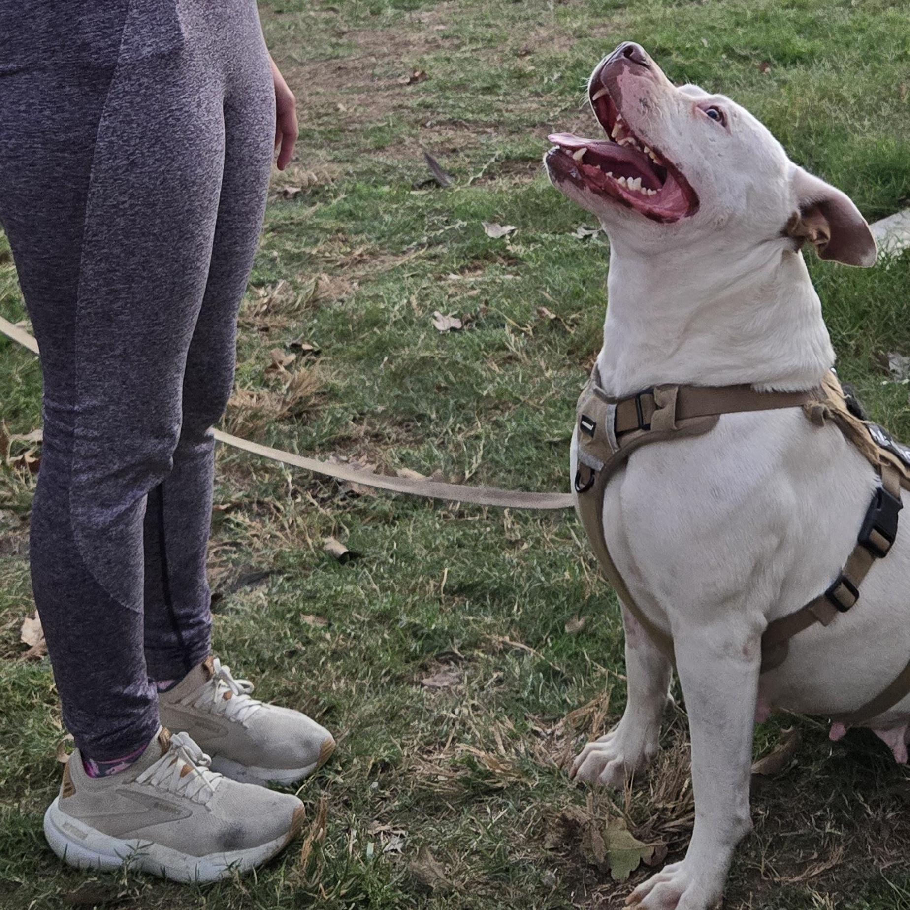 Enlarge Doris Doohickey , a Adoptable mixed breed in Austin, TX image 2/4