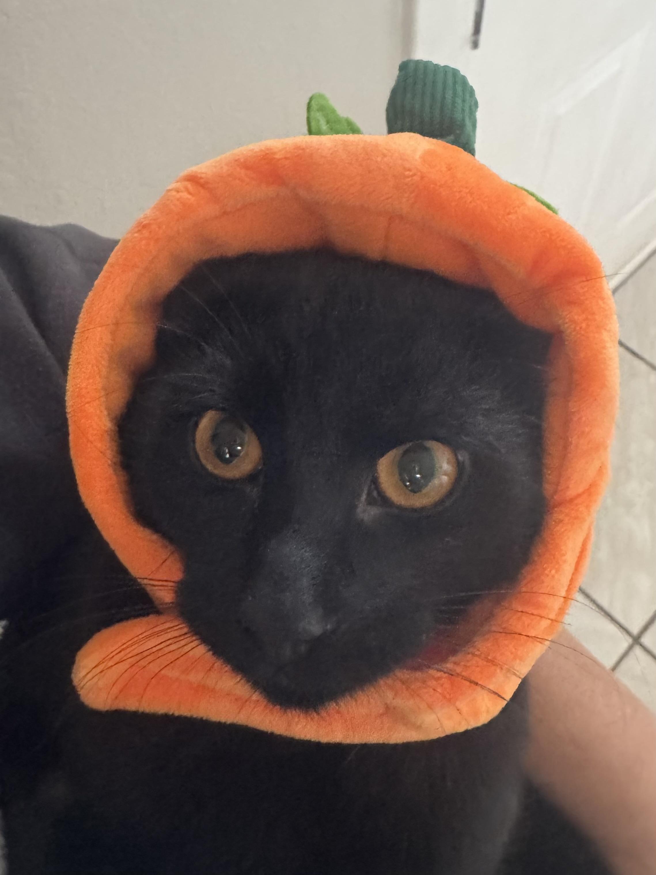 Enlarge Pancake, a Adoptable mixed breed in Twin Falls, ID image 2/4