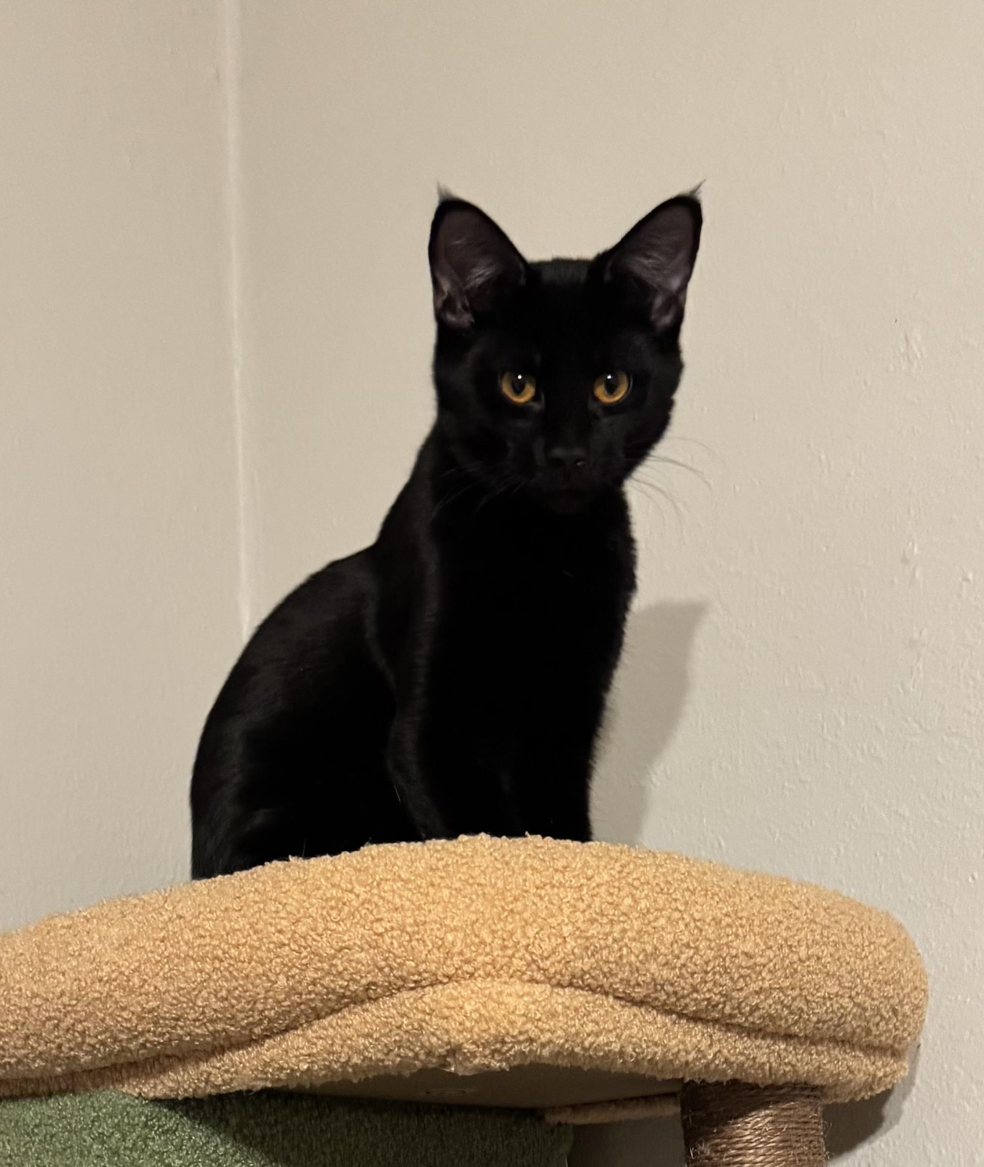 Enlarge Pancake, a Adoptable mixed breed in Twin Falls, ID image 3/4