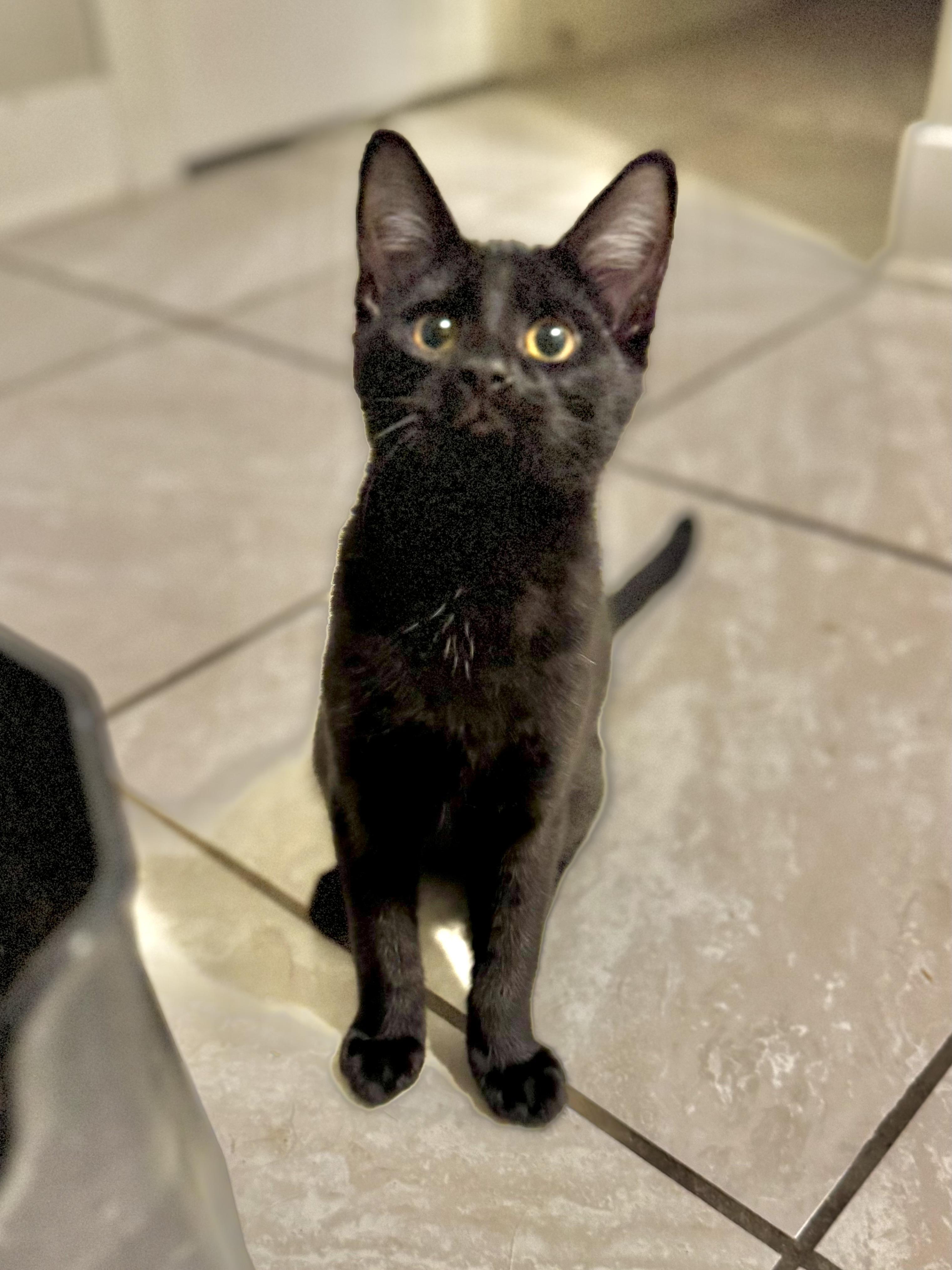 Enlarge Pancake, a Adoptable mixed breed in Twin Falls, ID image 4/4