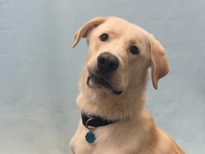 Bruce, Adoptable, Adult Male Great Pyrenees & Labrador Retriever.