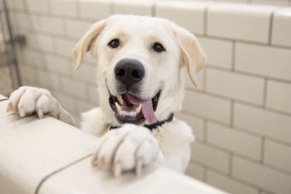 Enlarge Bruce, a Adoptable mixed breed in Golden Valley, MN image 2/2