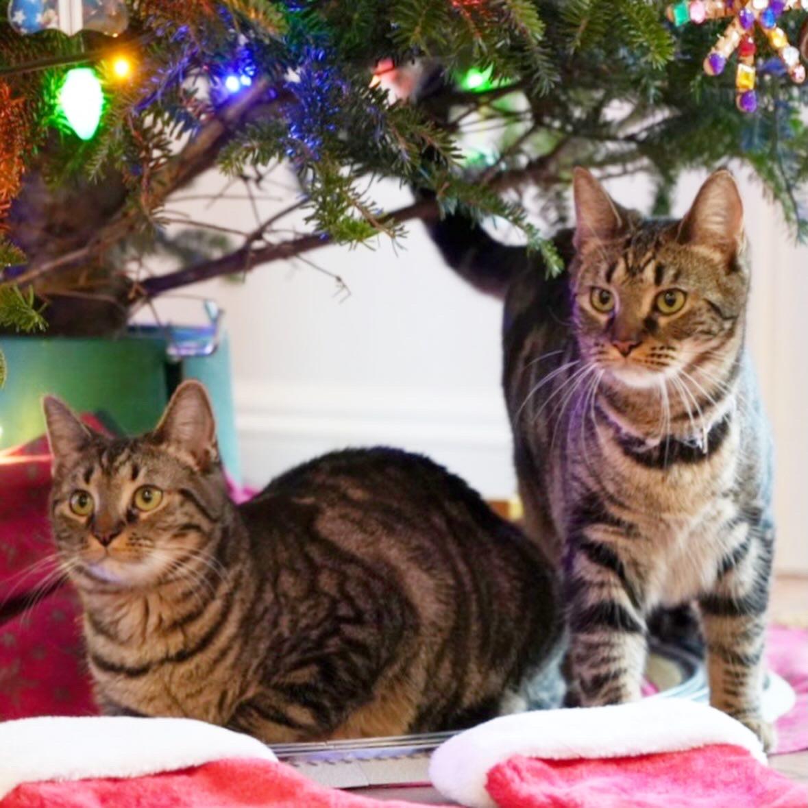 Enlarge Harlem and Honey, an adopted Tabby in New York, NY image 2/6