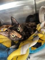 Enlarge Seven of Nine- Bonded to Toothless, an adopted Domestic Short Hair in Manitowoc, WI image 1/1