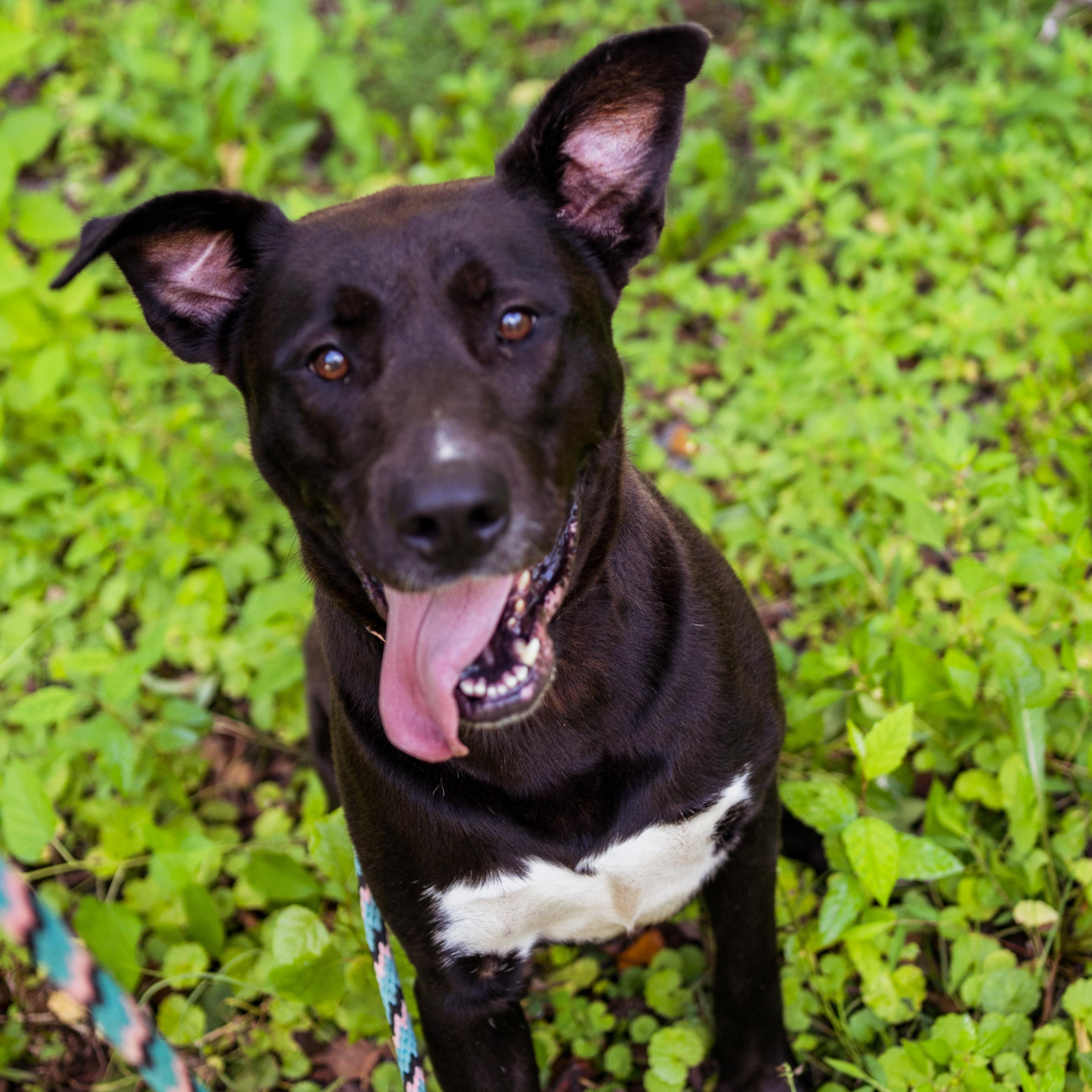 Pinky, Adoptable, Adult Female Black Labrador Retriever & Shepherd.