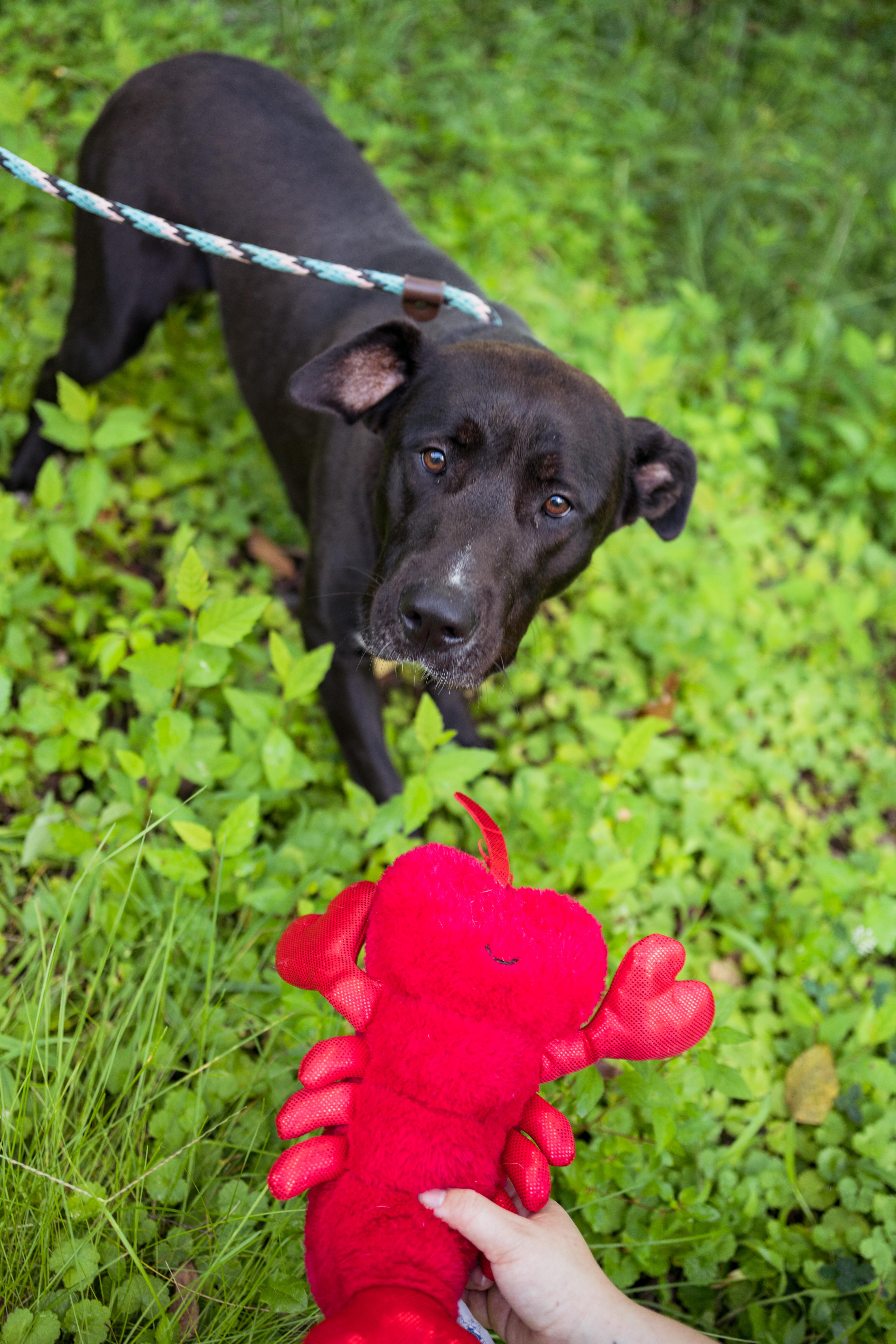 Pinky, a Adoptable mixed breed in Petersburg, VA image 4/6