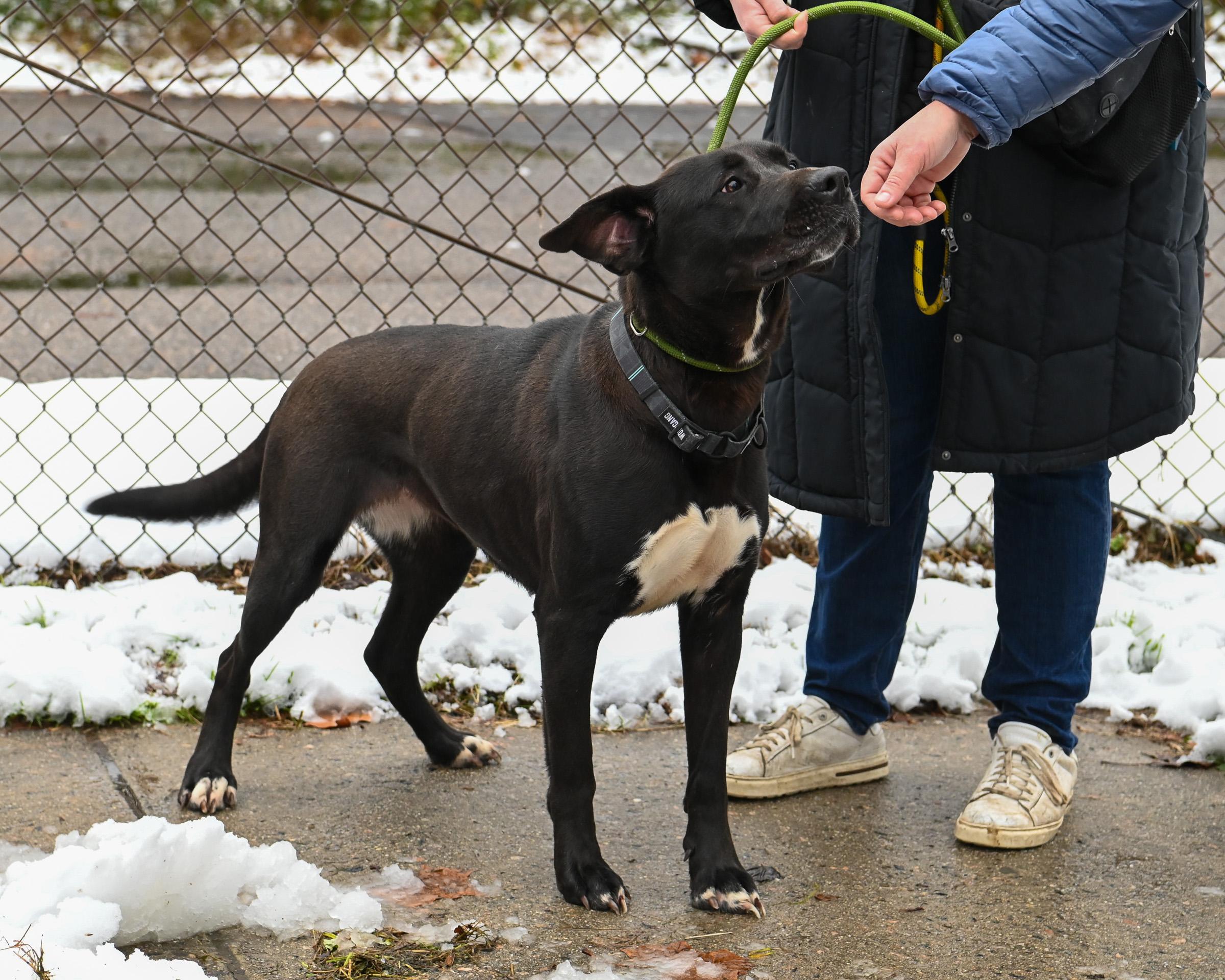 Pinky, a Adoptable mixed breed in Petersburg, VA image 2/6