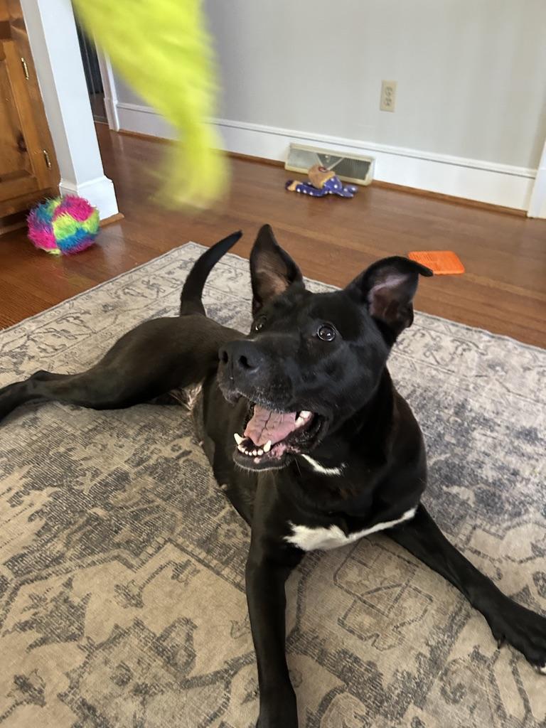 Willa (in foster), Adoptable, Adult Female Black Labrador Retriever & Shepherd.