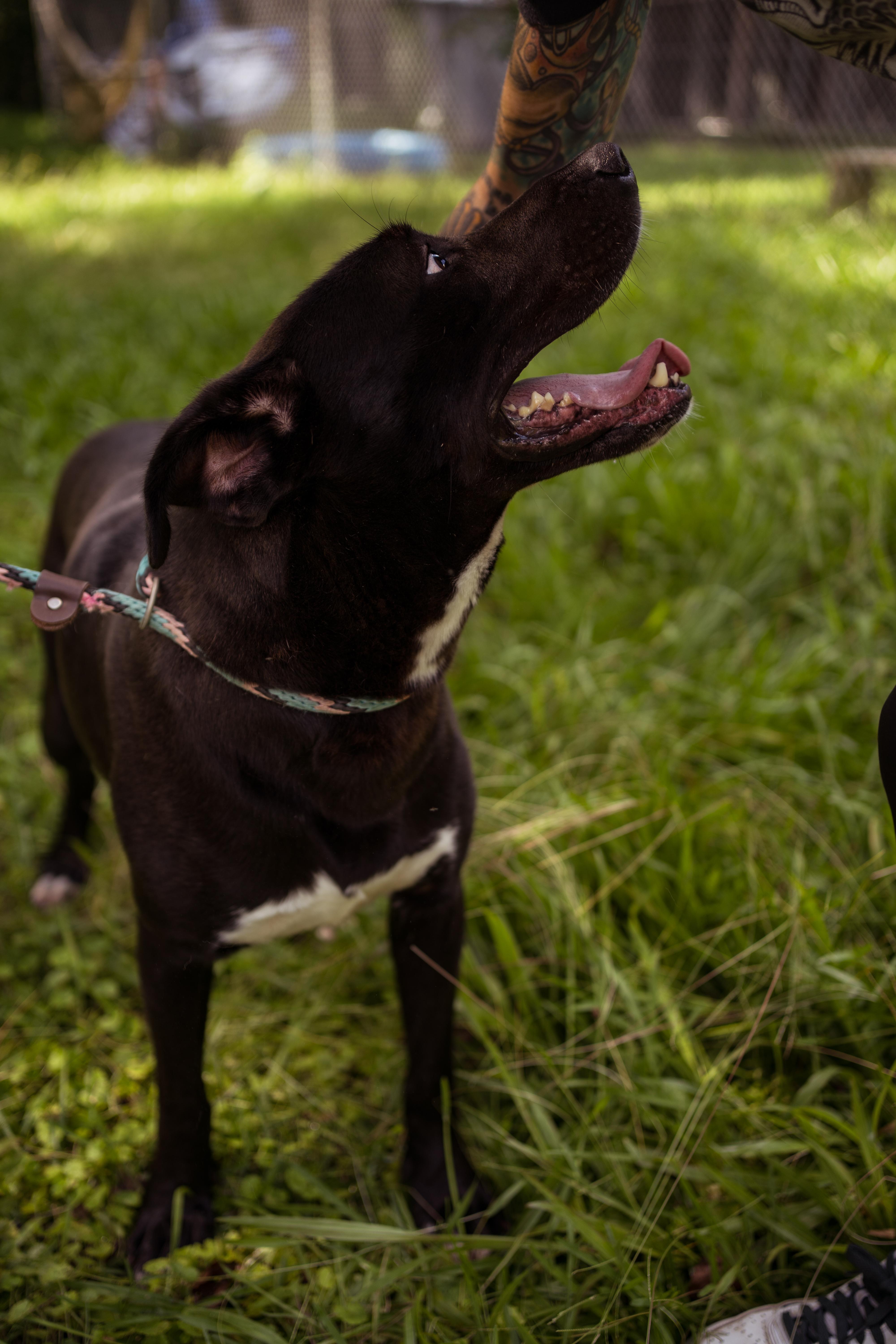 Pinky, a Adoptable mixed breed in Petersburg, VA image 5/6