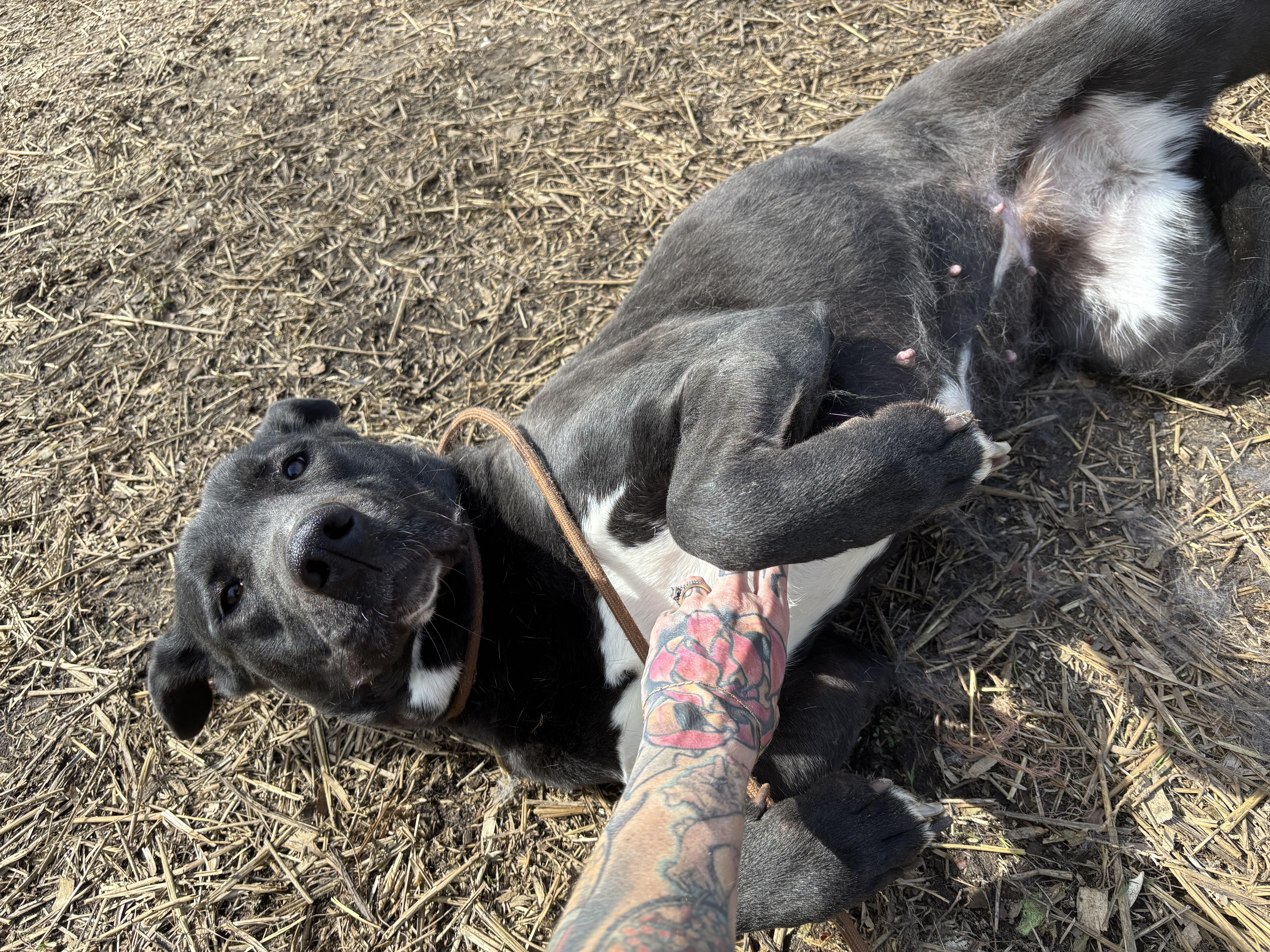 Pinky, a Adoptable mixed breed in Petersburg, VA image 6/6