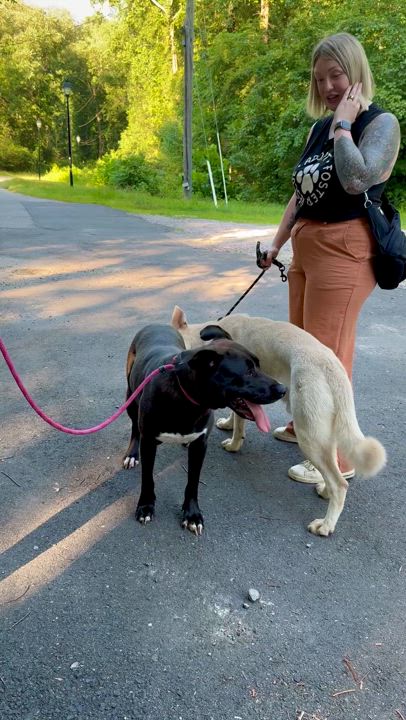 Enlarge Pinky, a Adoptable mixed breed in Petersburg, VA video 3/6