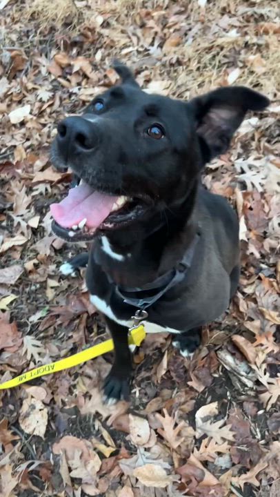 Enlarge Willa (in foster), a Adoptable mixed breed in Petersburg, VA video 6/6