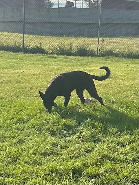 Dude, Adopted, Young Male Labrador Retriever.