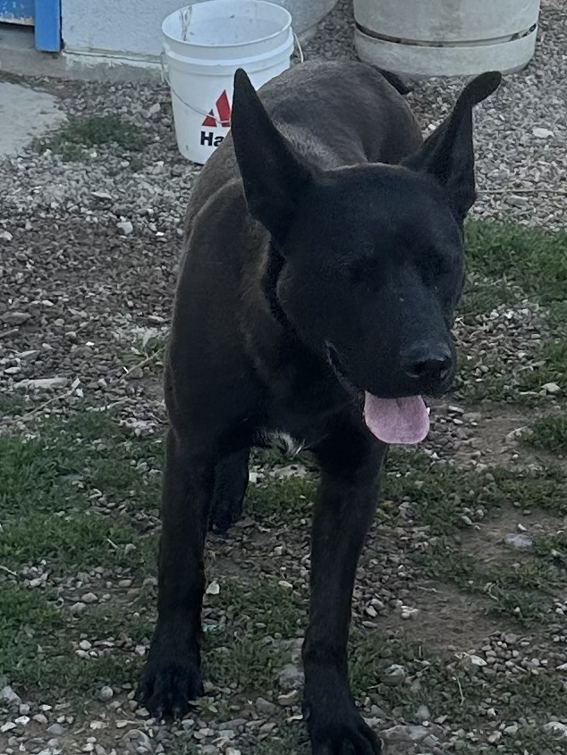 Enlarge Dude, a Adopted mixed breed in Montpelier, ID image 2/6