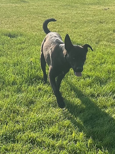 Enlarge Dude, a Adopted mixed breed in Montpelier, ID image 3/6