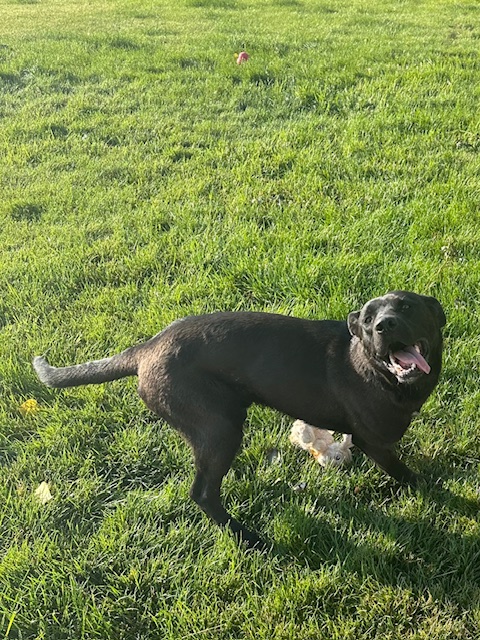 Enlarge Dude, a Adopted mixed breed in Montpelier, ID image 4/6