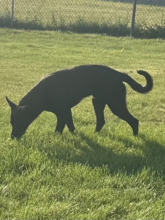 Enlarge Dude, a Adopted mixed breed in Montpelier, ID image 5/6