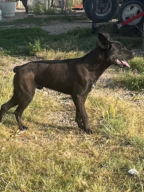 Enlarge Dude, a Adopted mixed breed in Montpelier, ID image 6/6