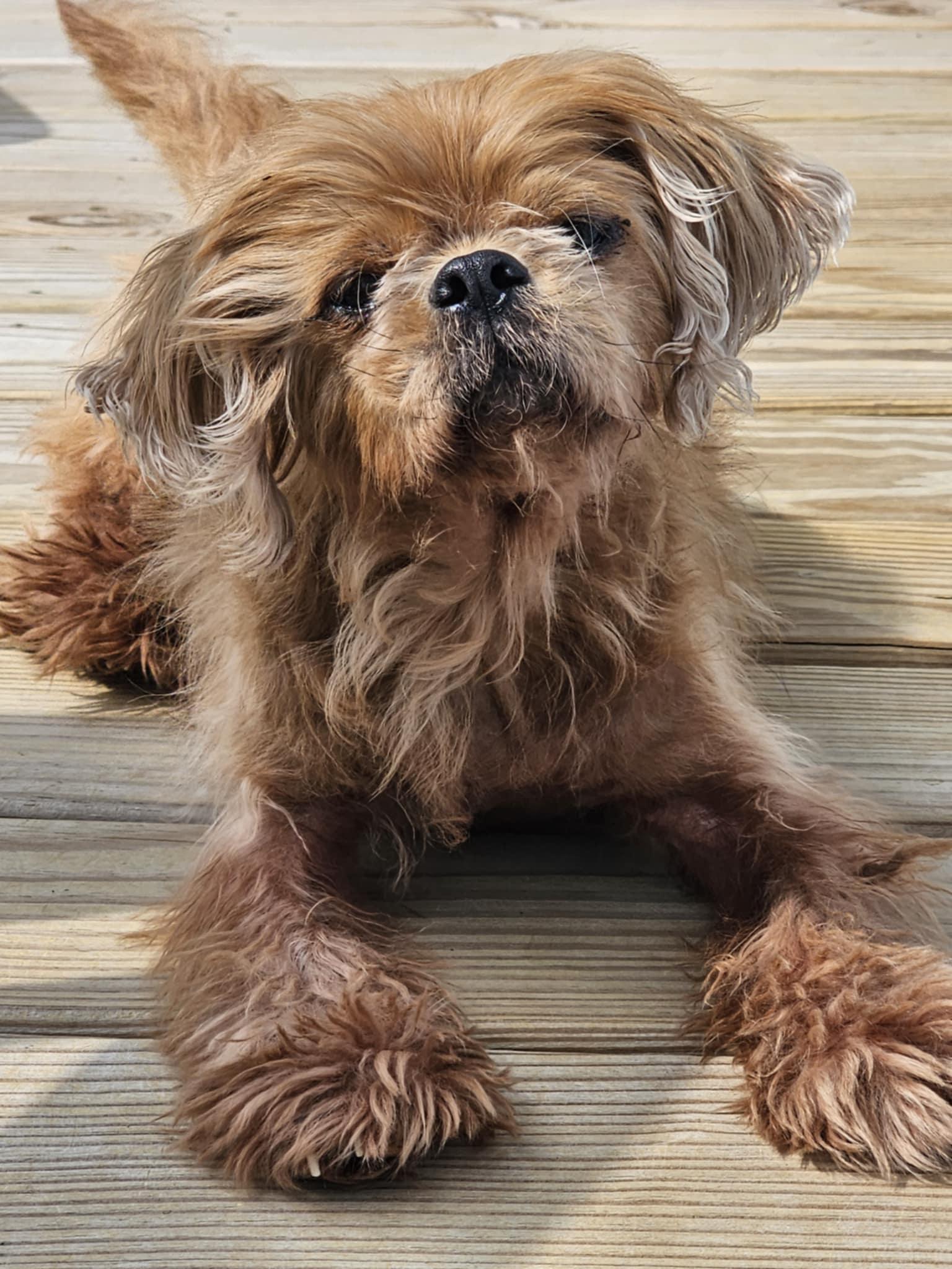 Piper photo 2