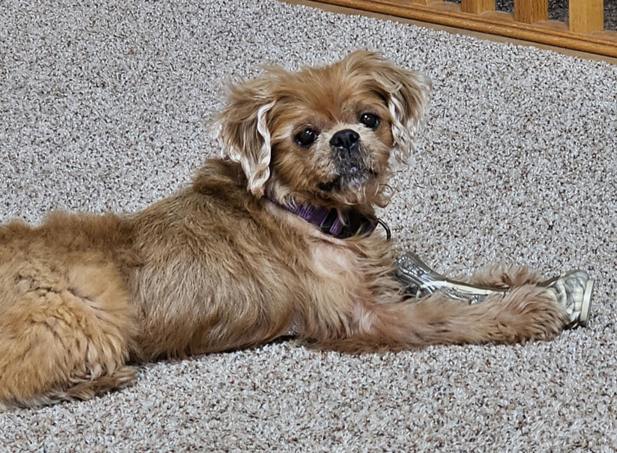 Piper photo 3