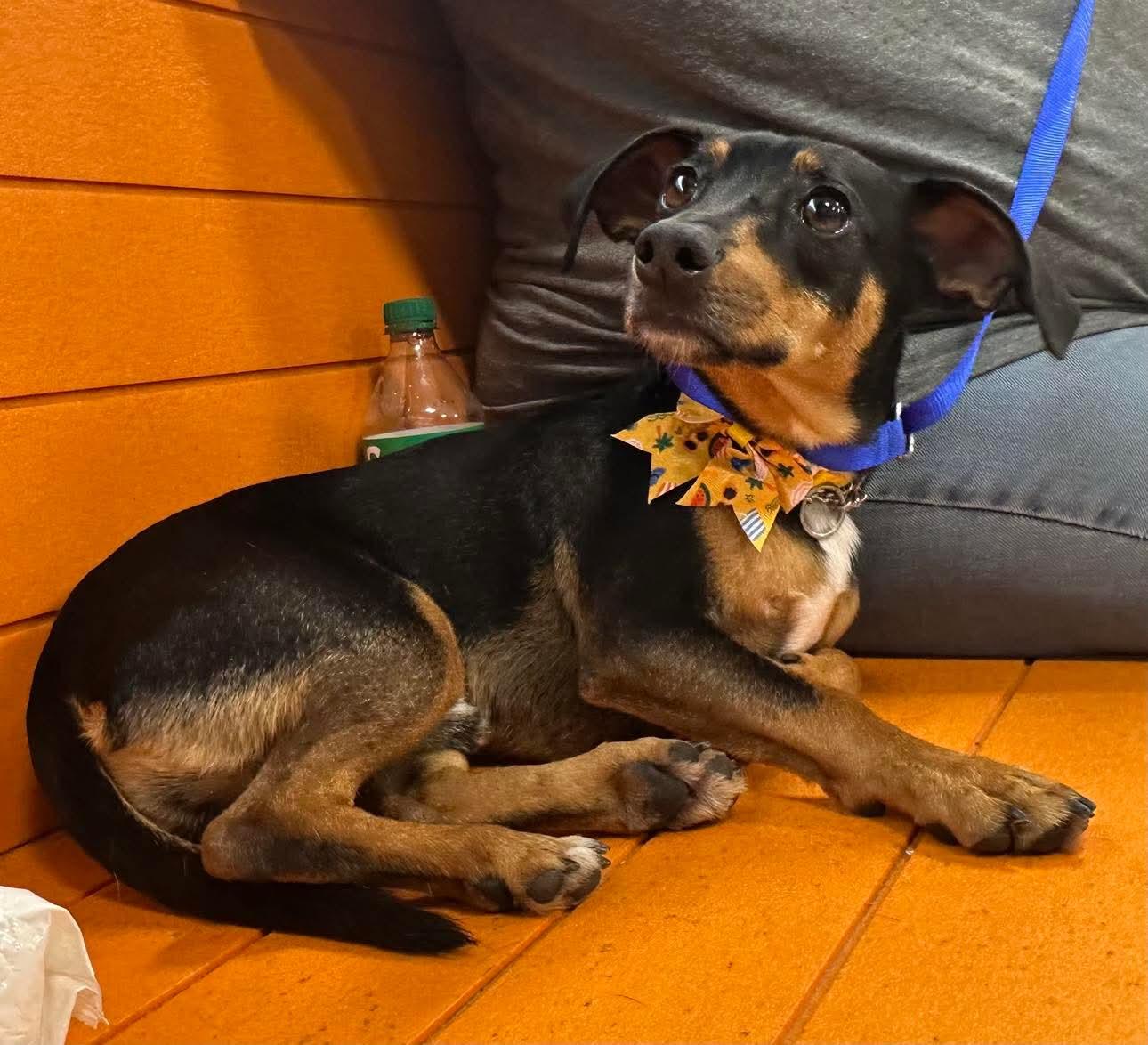 Chorizo, Adopted, Puppy Male Dachshund.