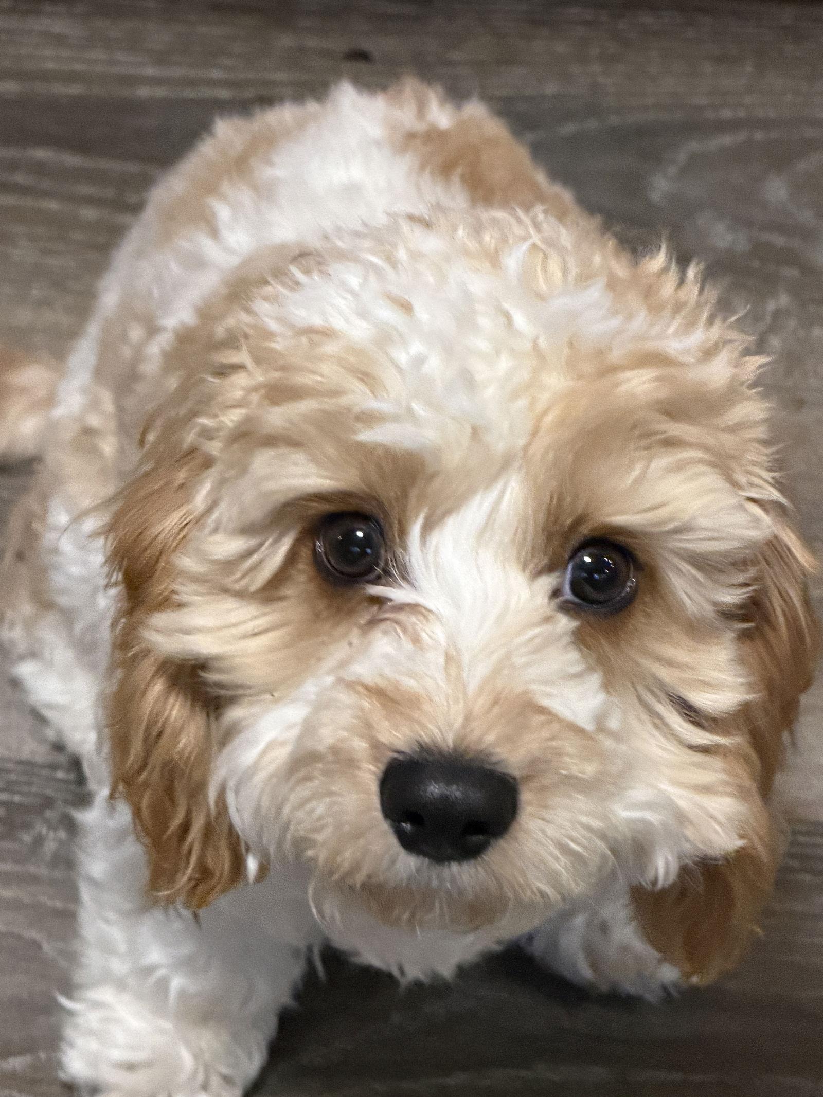 Enlarge Cooper, a Adopted mixed breed in Fort Wayne, IN image 1/3