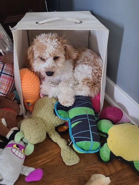 Enlarge Cooper, a Adopted mixed breed in Fort Wayne, IN image 2/3