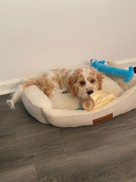 Enlarge Cooper, a Adopted mixed breed in Fort Wayne, IN image 3/3